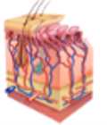 skin 3