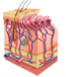 skin 3