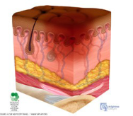 skin 6